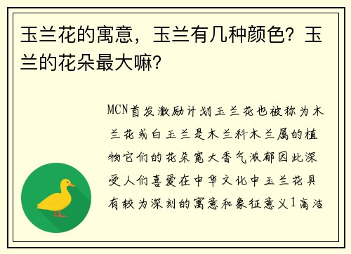 玉兰花的寓意，玉兰有几种颜色？玉兰的花朵最大嘛？